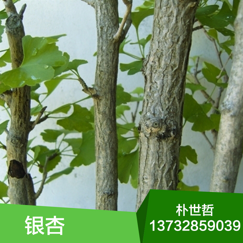 供應(yīng)銀杏苗，銀杏苗價(jià)格，銀杏苗生產(chǎn)基地，銀杏小苗 ，基地直銷(xiāo)，銀杏樹(shù)苗木報(bào)價(jià)，銀杏苗批發(fā)，產(chǎn)地直銷(xiāo)，東北苗木，小苗批發(fā)