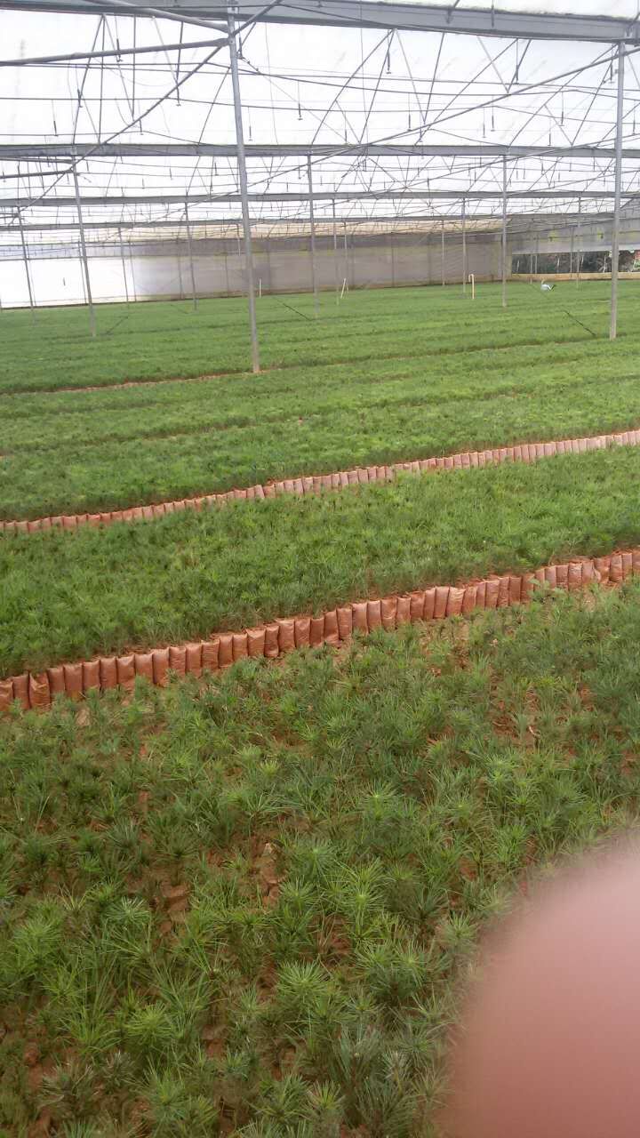 供應(yīng)廣東良種杉苗-杉木苗生產(chǎn)基地  梅州杉木苗生產(chǎn)基地