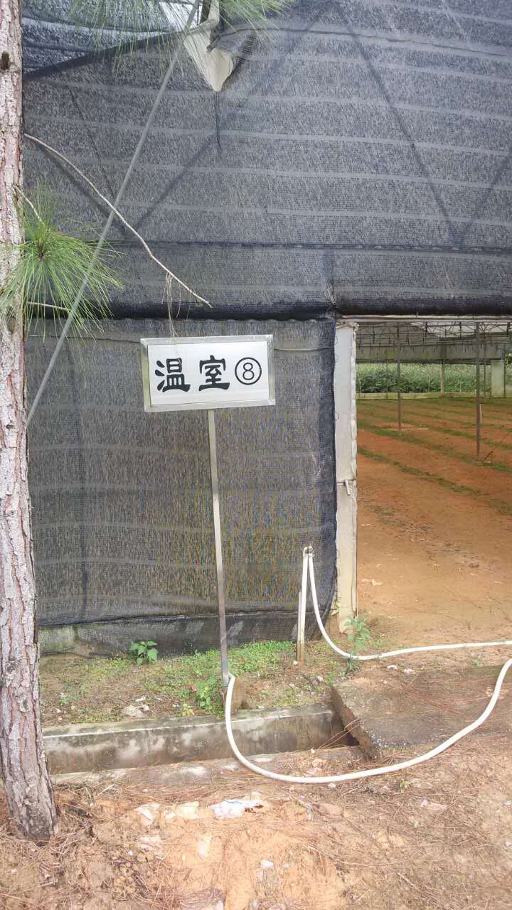 供應(yīng)廣東良種杉苗-杉木苗生產(chǎn)基地  梅州杉木苗生產(chǎn)基地