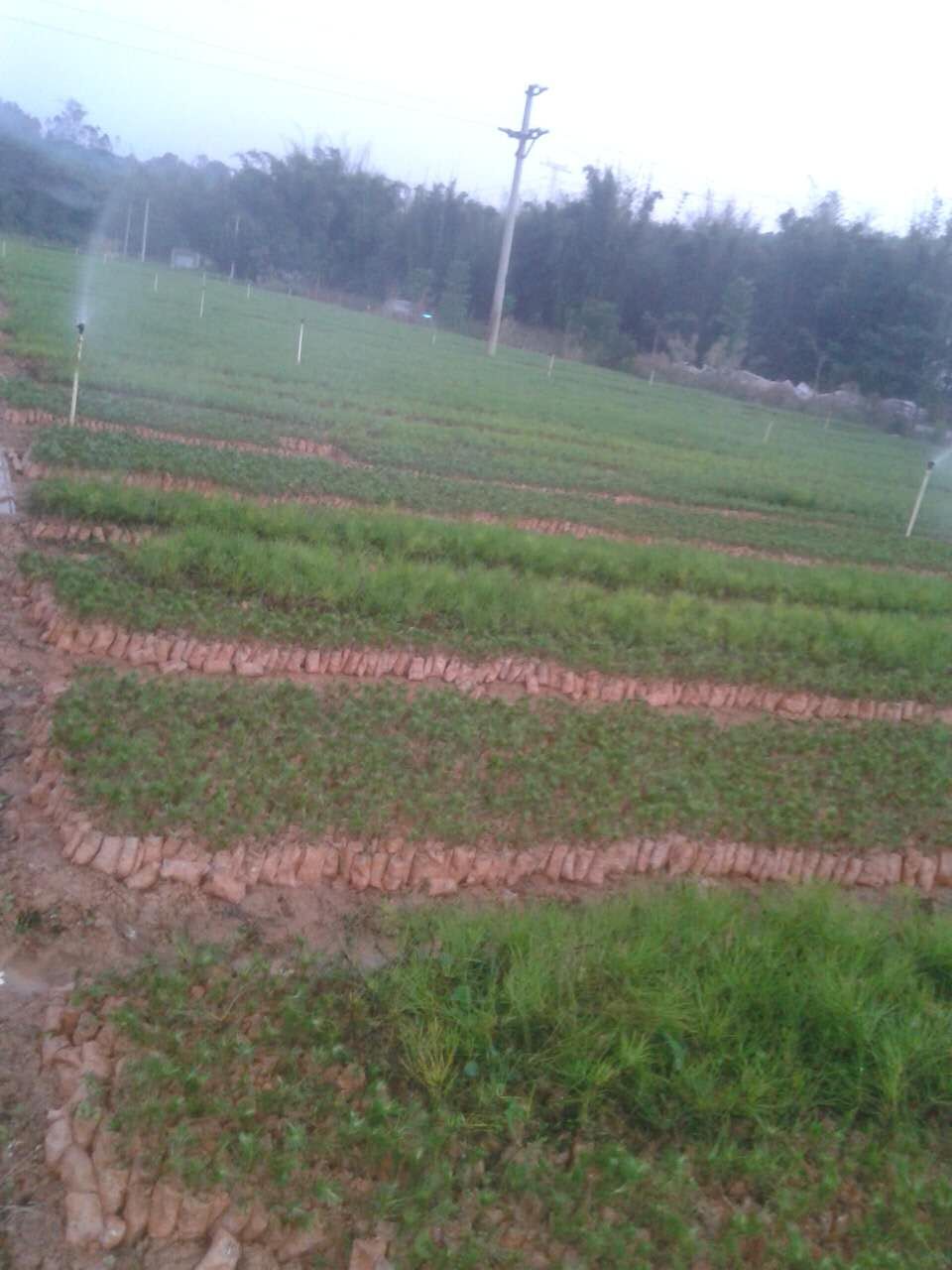 供應(yīng)濕地松-廣東濕地松-松樹苗價格  濕地松價格