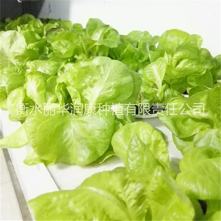 供應(yīng)廠家直銷電子長條設(shè)備無土栽培設(shè)備