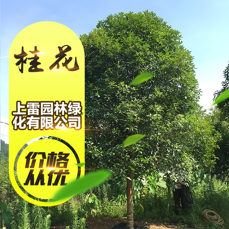 供應(yīng)廣西桂花 四季桂花苗 沉香桂花樹苗 桂花樹苗 綠化苗木批發(fā)