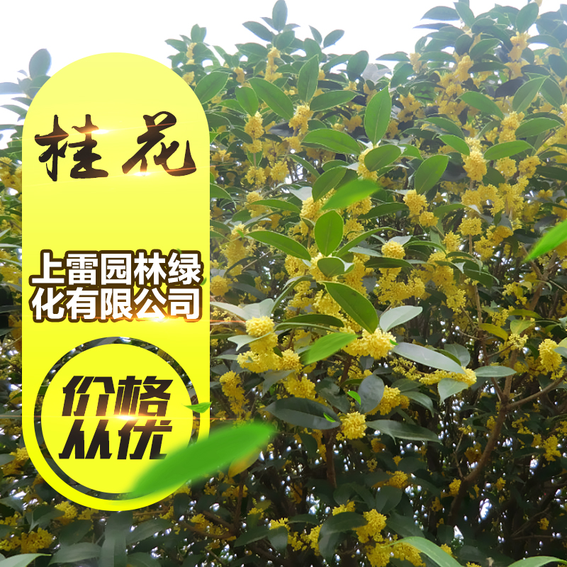 供應(yīng)廣西桂花 四季桂花苗 沉香桂花樹苗 桂花樹苗 綠化苗木批發(fā)
