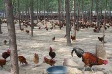 供應(yīng)笨雞苗多少錢一只