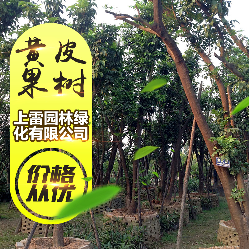 供應廣西黃皮果樹 山黃皮樹苗 雞皮果 黃皮果 果苗批發(fā)