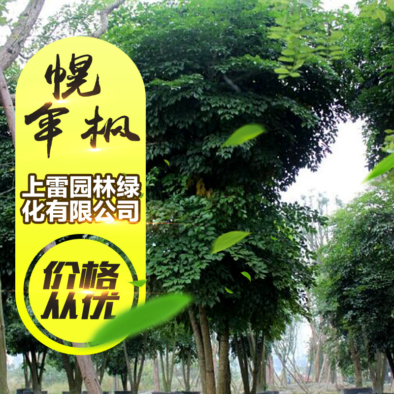 供應(yīng)廣西幌傘楓 富貴樹(shù) 大富貴 廣傘楓 大蛇藥 五加通 涼傘木批發(fā)