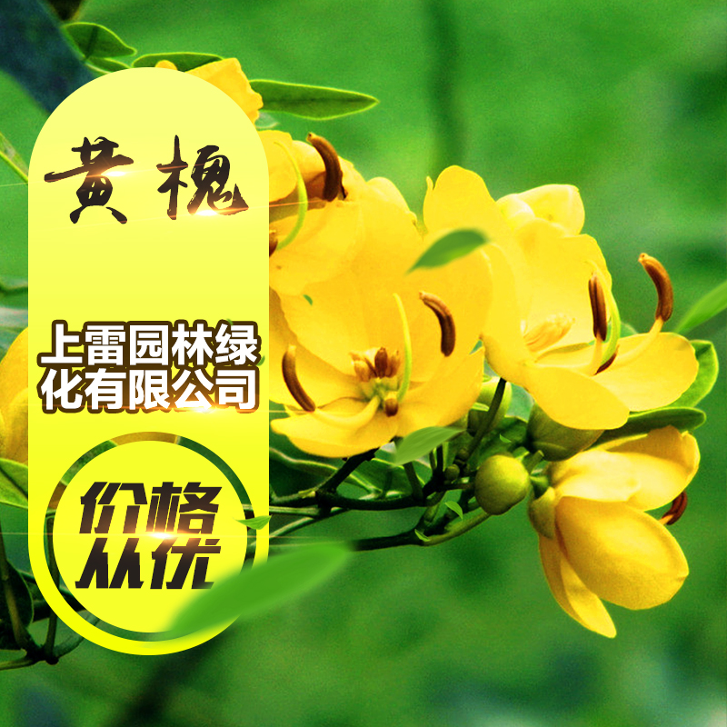 供應(yīng)廣西黃金槐 金枝槐 黃槐 槐樹 金枝國(guó)槐 園林工程綠化