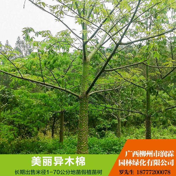 供應(yīng)廣西美麗異木棉  行道樹(shù) 規(guī)格齊全 綠化苗木 貨源充足