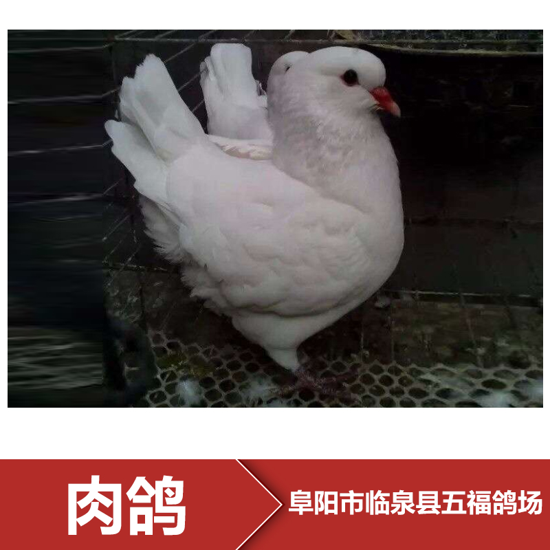 供應(yīng)亳州市渦陽(yáng)肉鴿養(yǎng)殖場(chǎng)，亳州市渦陽(yáng)肉鴿報(bào)價(jià)，亳州市渦陽(yáng)肉鴿批發(fā)