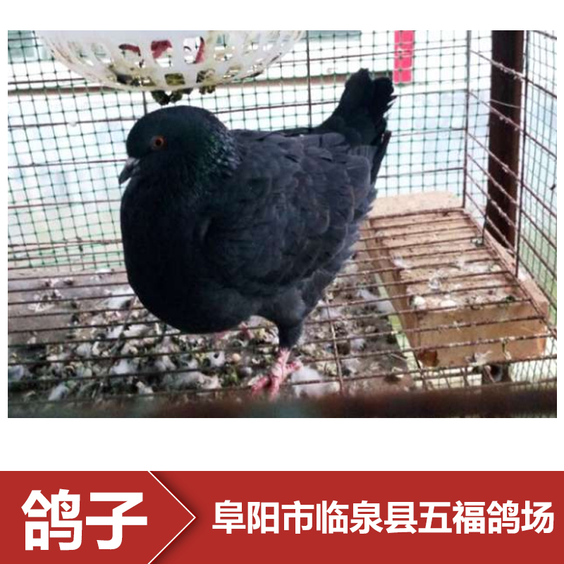 供應(yīng)安徽種鴿養(yǎng)殖場 種鴿批發(fā) 種鴿報價 鴿子養(yǎng)殖