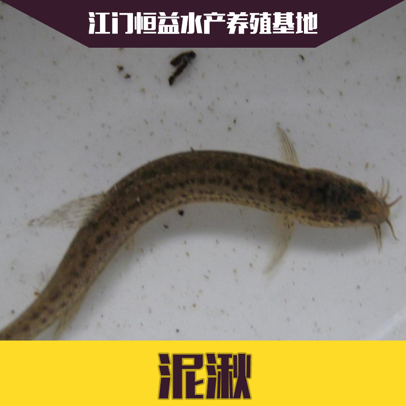 供應(yīng)泥湫魚苗批發(fā) 規(guī)格齊全 歡迎來電咨詢