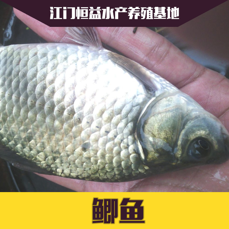 供應(yīng)江門銀鯽魚苗價(jià)格 魚苗批發(fā) 白鯽魚苗出售