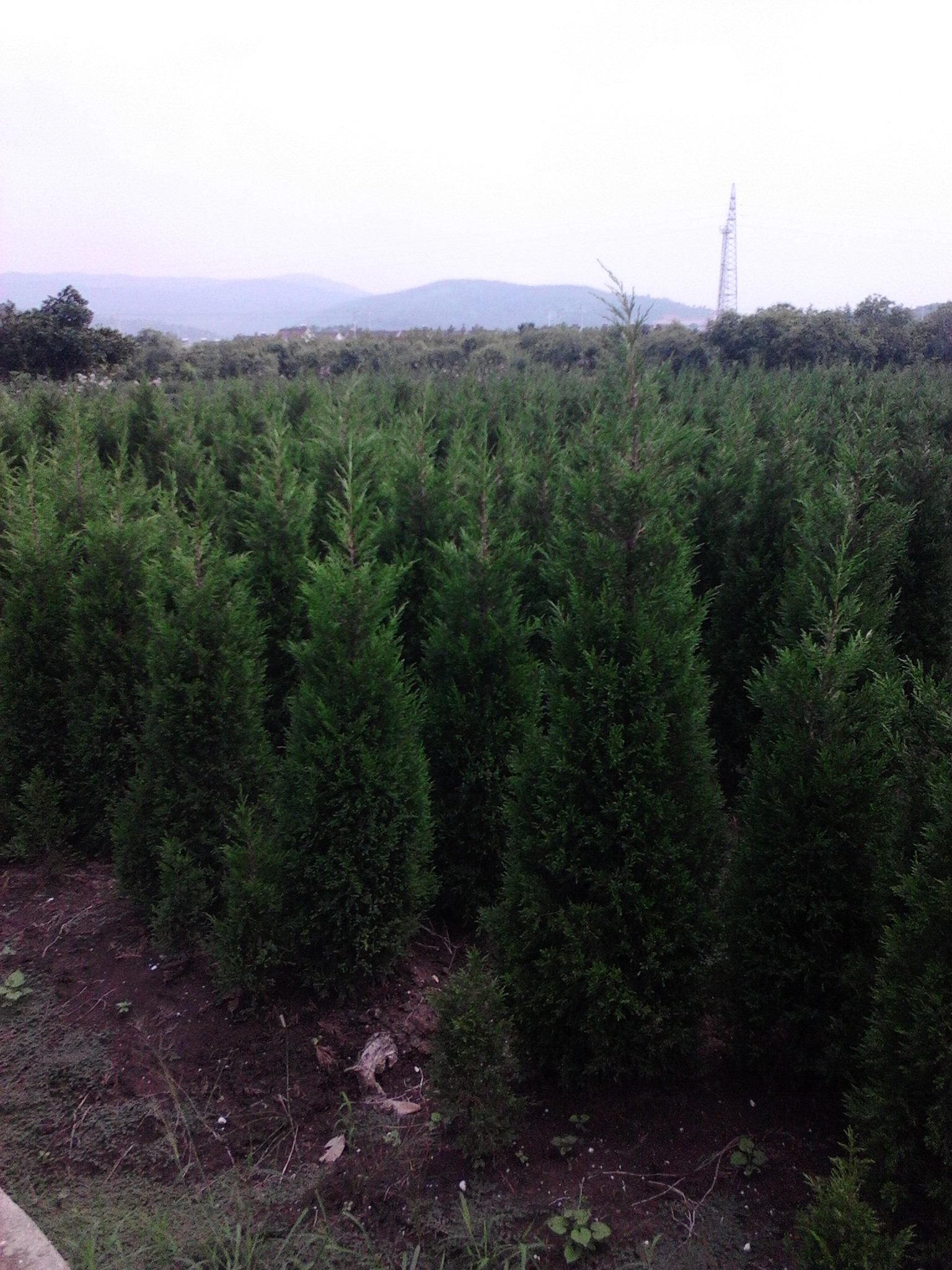 供應(yīng)用于園林綠化的1米1.5米2米2.5米蜀檜價(jià)格，1米1.5米2米2.5米蜀檜批發(fā)