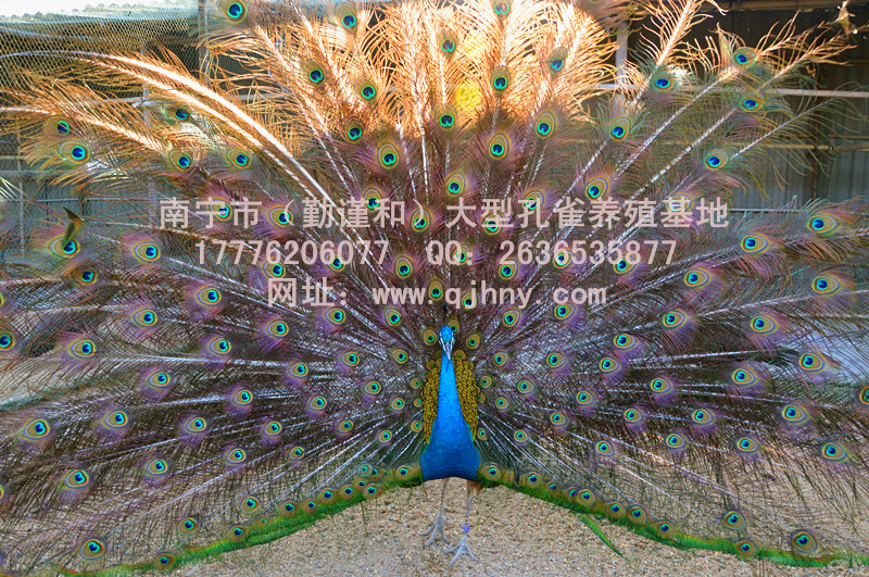 供應(yīng)廣西*苗-2016優(yōu)質(zhì)*