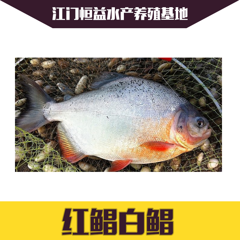 供應(yīng)淡水白鯧紅鯧魚苗批發(fā)價格 自然越冬 非溫棚魚 降價優(yōu)惠