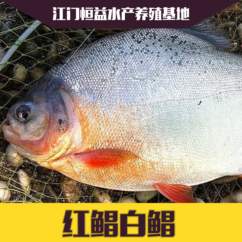 供應(yīng)淡水白鯧紅鯧魚苗批發(fā)價格 自然越冬 非溫棚魚 降價優(yōu)惠