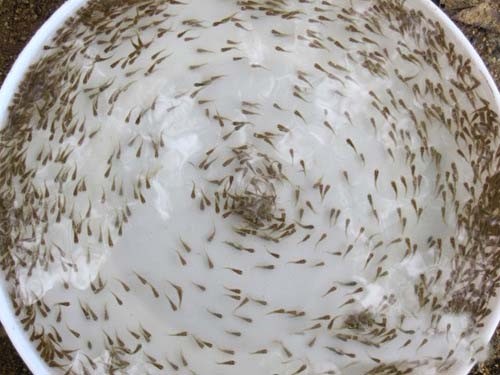 供應(yīng)用于水產(chǎn)的大量批發(fā)優(yōu)質(zhì)魚苗羅非魚苗淡水魚苗