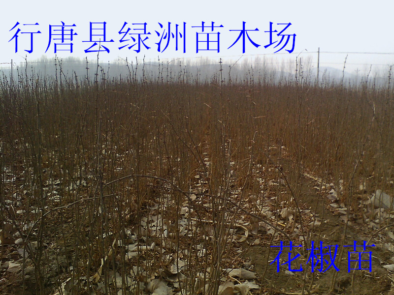 供應(yīng)河北省哪里有出售花椒苗的