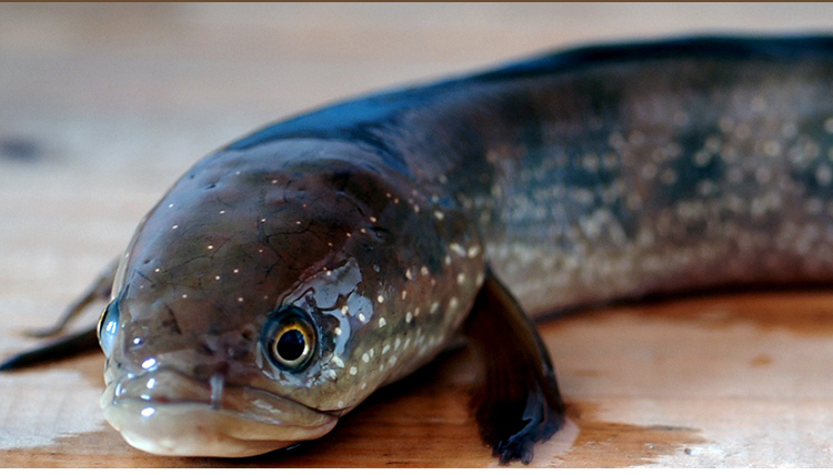 供應(yīng)七星魚，七星魚苗養(yǎng)殖場，七星魚苗批發(fā)，月鱧、月鱧魚苗，七星魚苗價(jià)格隨行就市歡迎來電商談13532054590