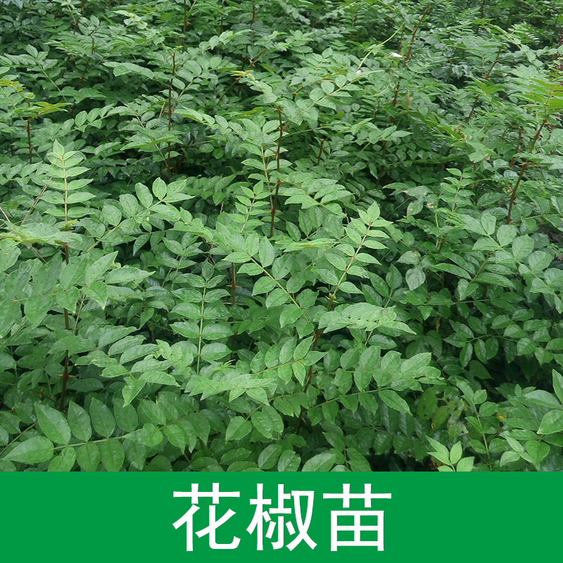 供應(yīng)花椒苗果樹(shù)苗，花椒苗，花椒樹(shù)苗，大紅袍花椒，當(dāng)年結(jié)果，包成活