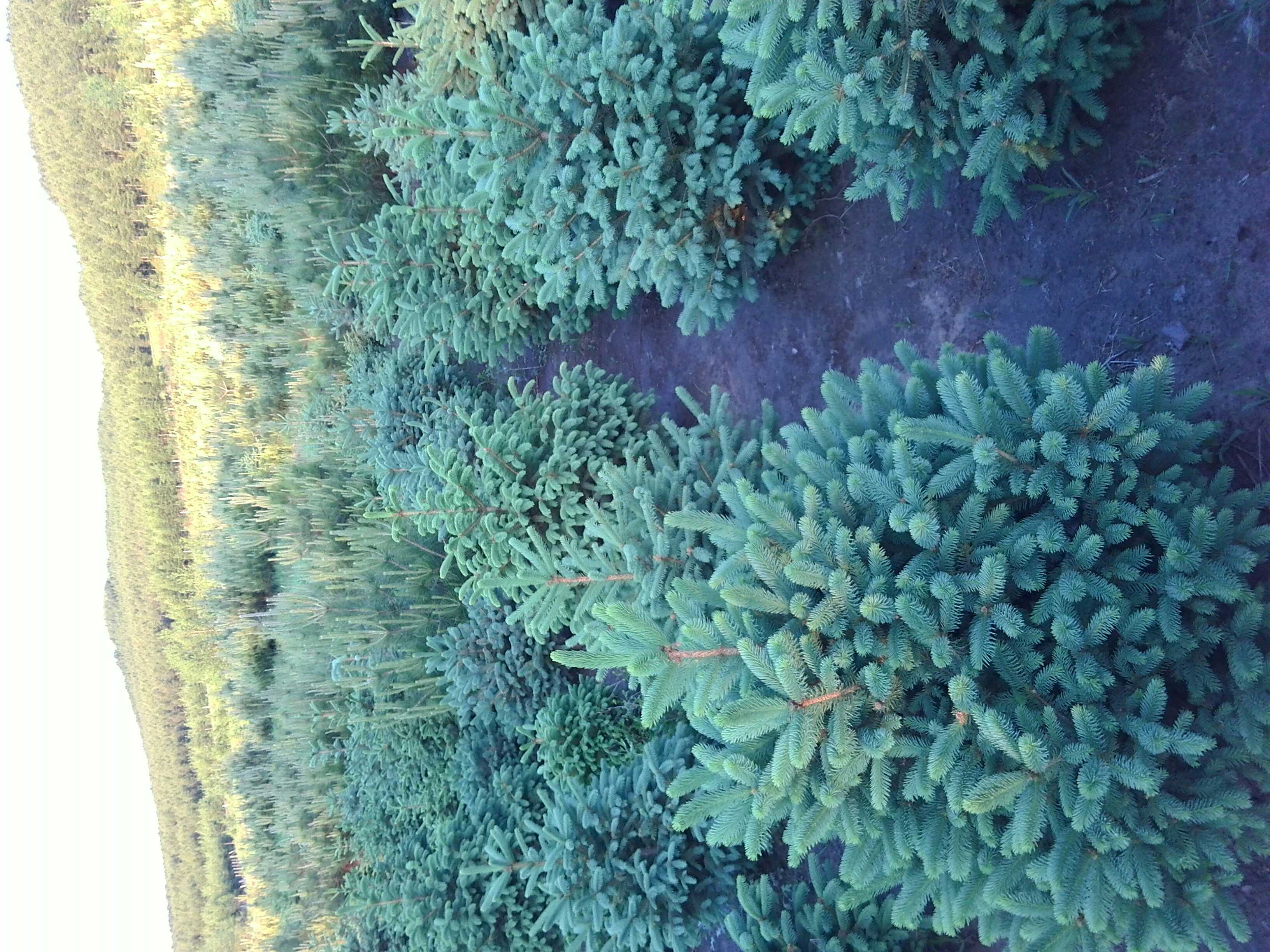 供應(yīng)用于綠化的油松 云杉 樟子松 白樺 蒙古櫟
