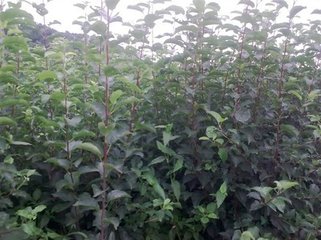 供應供應出售一刀二刀寒富蘋果苗