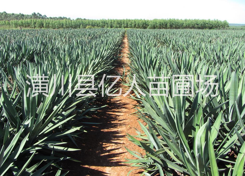 供應劍麻，河南劍麻，劍麻產(chǎn)地，劍麻價格，劍麻供應商，劍麻種植苗圃