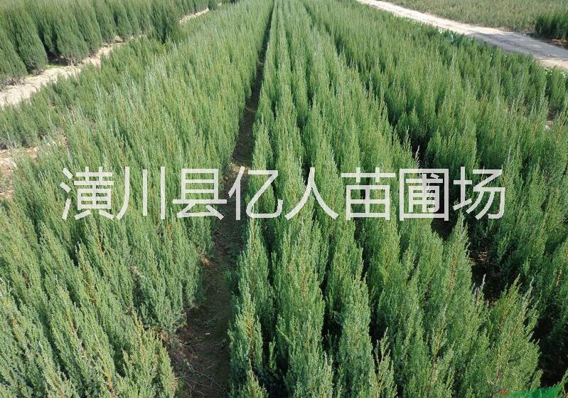 供應(yīng)檜柏，北京檜柏，檜柏產(chǎn)地，檜柏報(bào)價(jià)，檜柏價(jià)格，檜柏苗圃