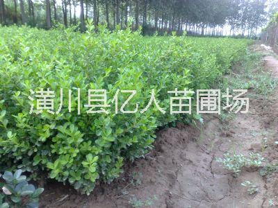 供應(yīng)豆瓣黃楊，河南豆瓣黃楊，豆瓣黃楊價(jià)格，豆瓣黃楊產(chǎn)地，豆瓣黃楊苗，豆瓣黃楊球，豆瓣黃楊綠籬