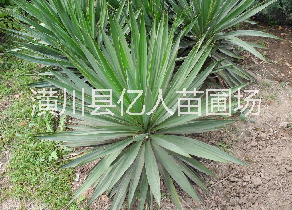 供應劍麻，河南劍麻，劍麻產(chǎn)地，劍麻價格，劍麻供應商，劍麻種植苗圃