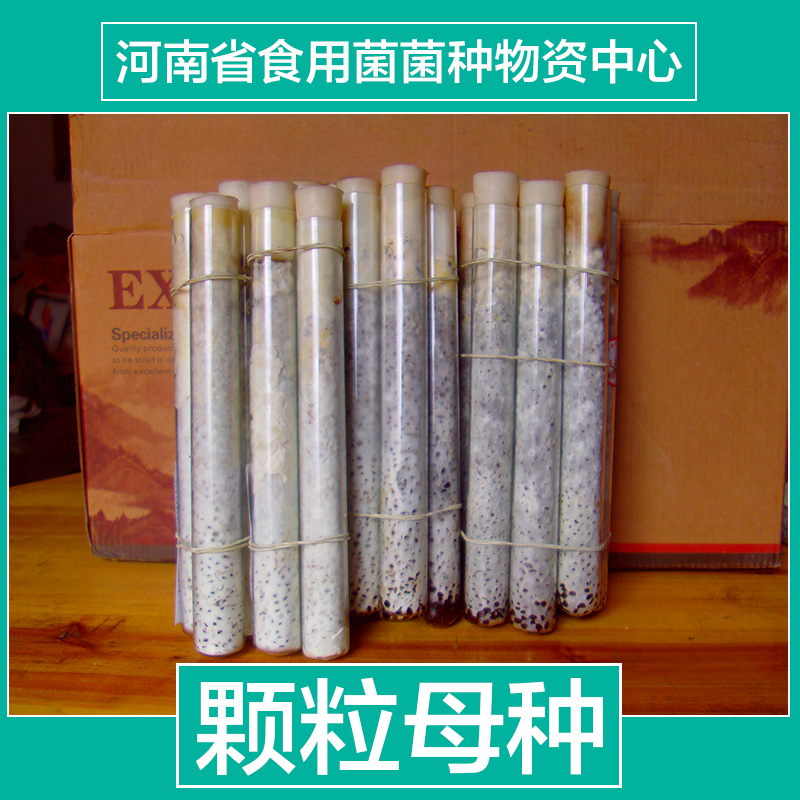 供應(yīng)顆粒母種 一代首代顆粒母種   食用菌黃傘純