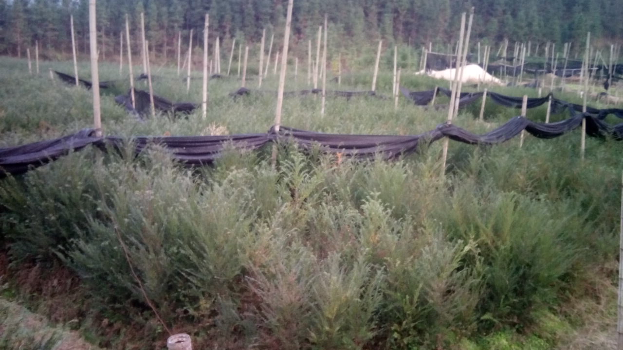 供應南方紅豆杉3年地苗/紅豆杉小苗