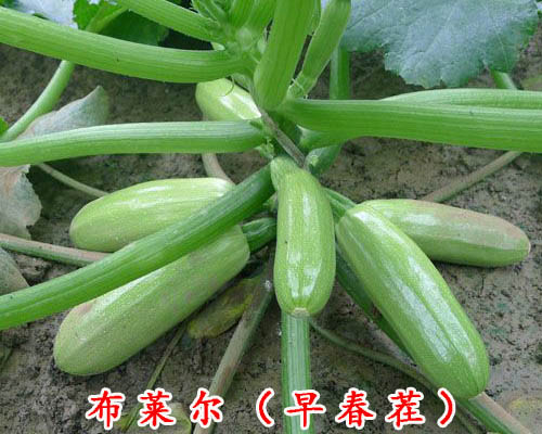 供應(yīng)用于西葫蘆種子的布萊爾--早春西葫蘆種子