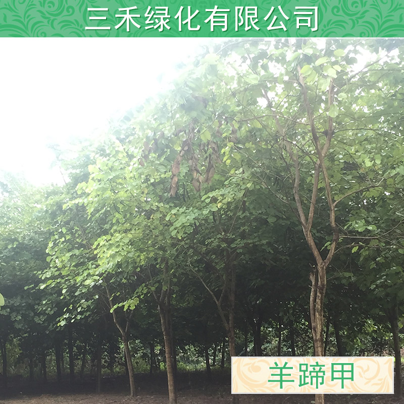 廣西羊蹄甲批發(fā)，廣東哪里有羊蹄甲種植園，廣西羊蹄甲批發(fā)價格