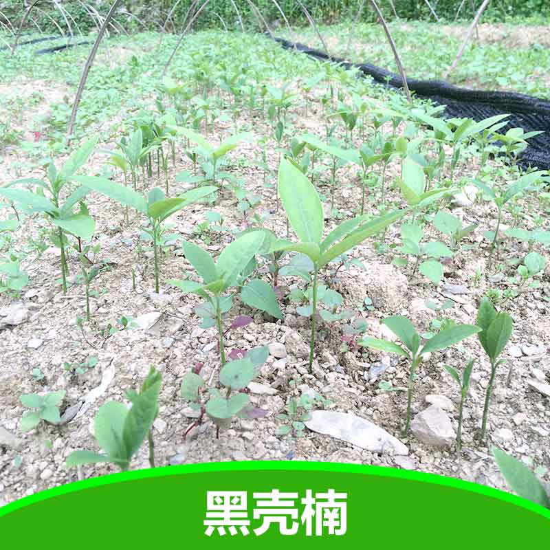 供應(yīng)黑殼楠小苗 優(yōu)質(zhì)黑殼楠苗批發(fā) 湖北五峰瀚林林業(yè)