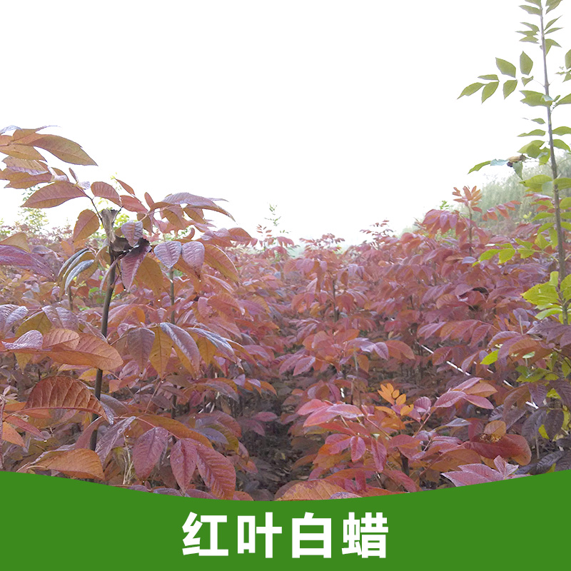 供應(yīng)紅葉白蠟小苗 紅葉白蠟苗批發(fā)價格 山東苗木基地