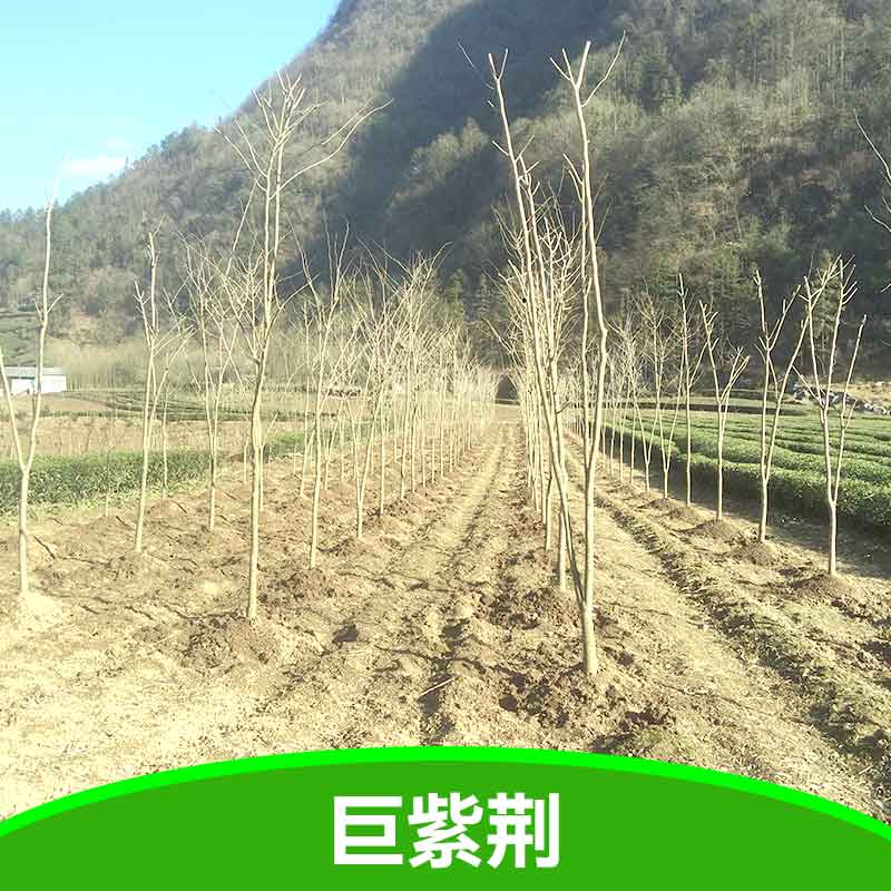 供應(yīng)巨紫荊苗 巨紫荊苗價(jià)格 湖北巨紫荊苗 大量?jī)?yōu)質(zhì)巨紫荊苗