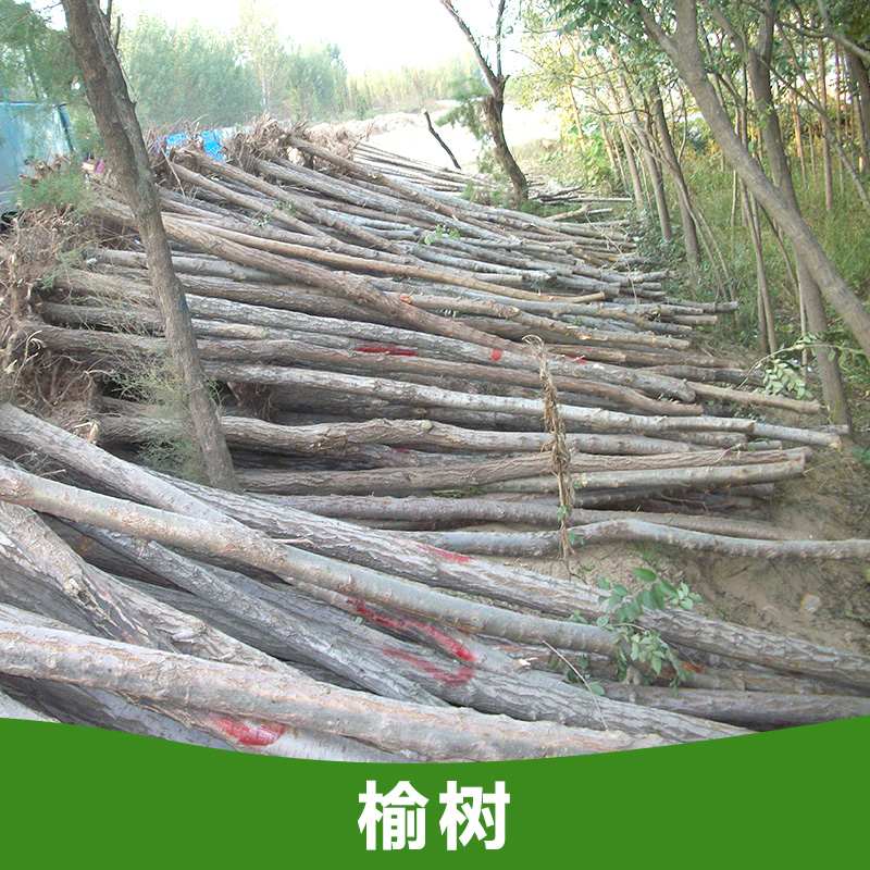 供應鹽堿地綠化品種，鹽堿地綠化植物，鹽堿地綠化植物有哪些