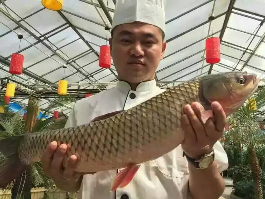 供應用于食用的*脆肉鯇 吊水脆烷魚養(yǎng)殖廠家，中山銷量*的脆肉鯇批發(fā)商是哪家？