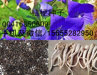 供應(yīng)桔梗種子/桔梗哪里有賣