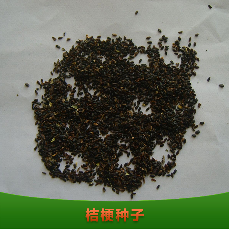 供應(yīng)桔梗種子 桔梗種子批發(fā) 優(yōu)質(zhì)桔梗種子 桔梗種子養(yǎng)殖