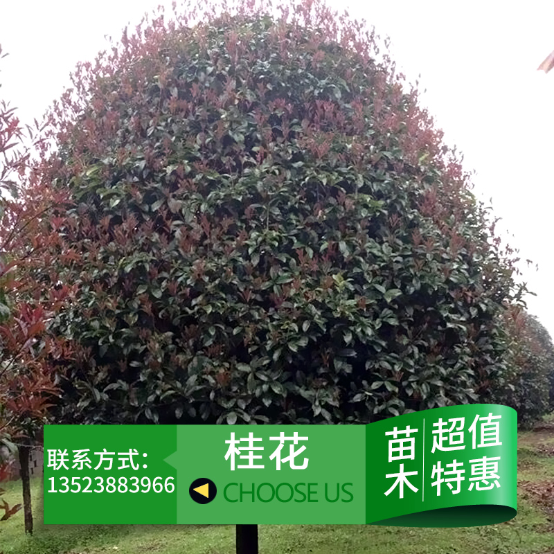 供應(yīng)用于園林綠化的桂花苗木 叢生桂花 八月桂廠家批發(fā)