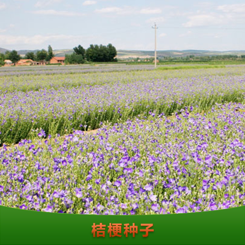供應(yīng)桔梗種子 桔梗種子批發(fā) 優(yōu)質(zhì)桔梗種子 桔梗種子養(yǎng)殖