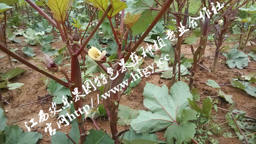 供應(yīng)用于種植的保健蔬菜紅秋葵種子