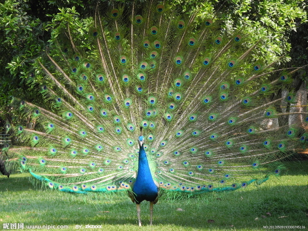 供應(yīng)*  山東*價(jià)格  *養(yǎng)殖場