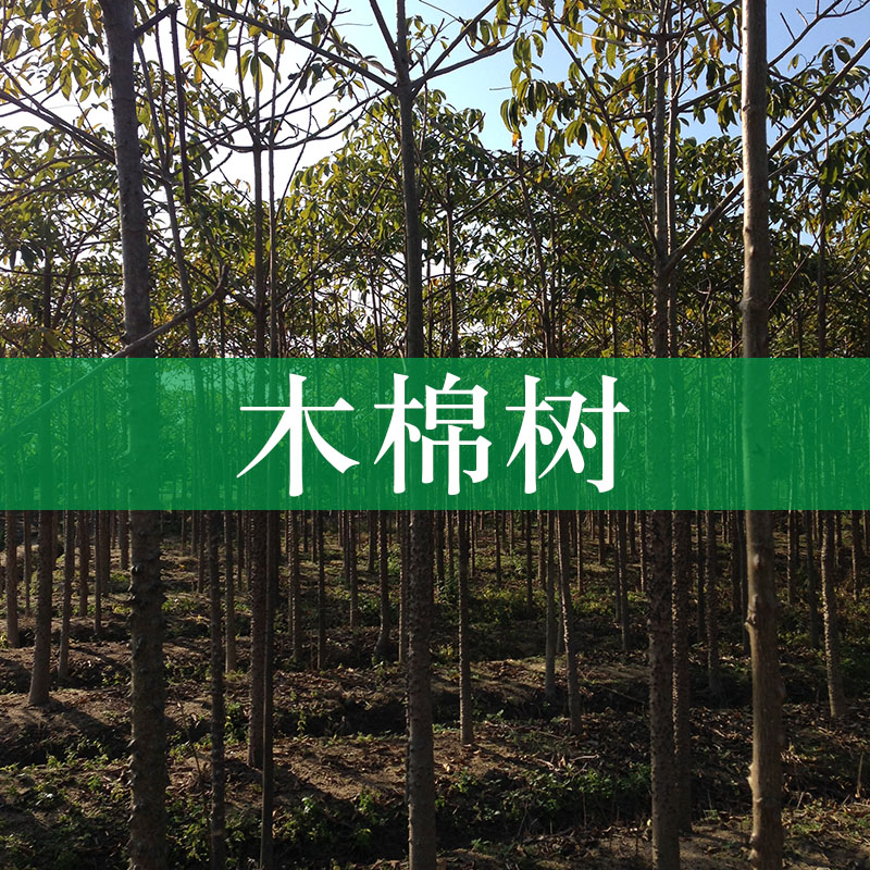 基地供應(yīng)海南本地木棉樹苗 大木棉樹 木棉樹苗