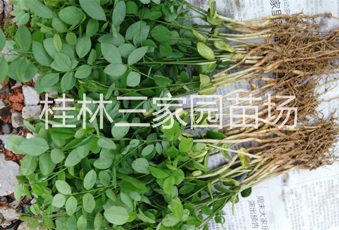 供應槐花苗產地廣西槐米苗供應商，槐花樹價格，廣西槐米基地