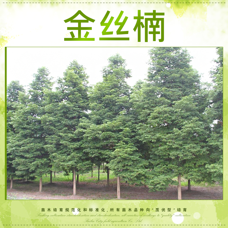 供應(yīng)廣西玉林金絲楠苗，廣西玉林金絲楠苗價(jià)格，廣西玉林金絲楠苗報(bào)價(jià)