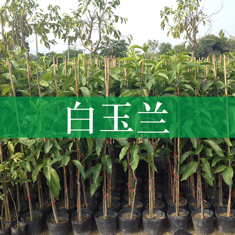 白玉蘭樹苗 白玉蘭花 白玉蘭盆栽 白玉蘭樹大量批發(fā)