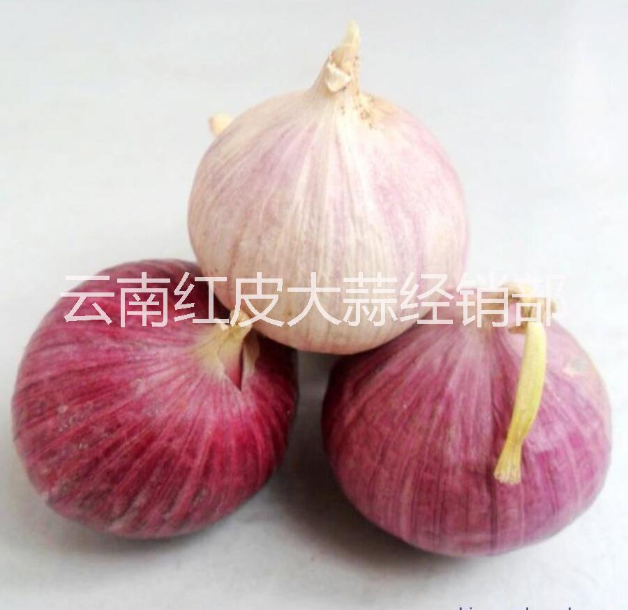 供應(yīng)新鮮大蒜 四川大蒜批發(fā)公司
